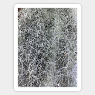 Spanish Moss Sticker